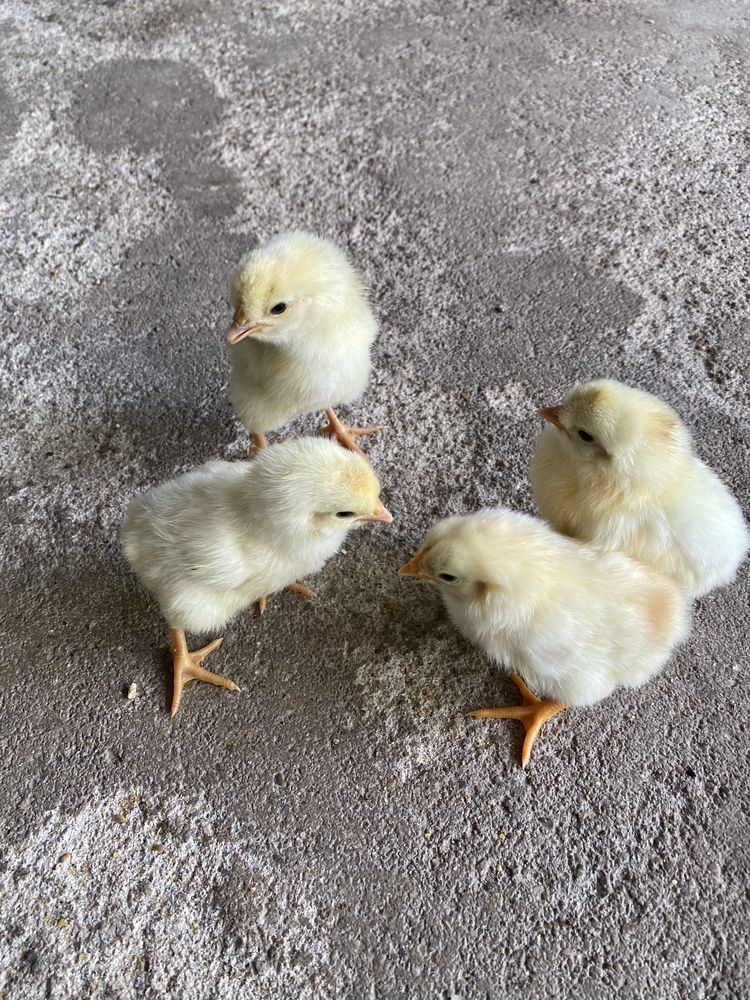 Pintainhos de várias raças: Leghorn tricolor, cream legbar, azur.