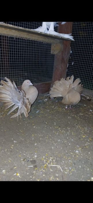 Sprzedam golebie pawiki dwie pary