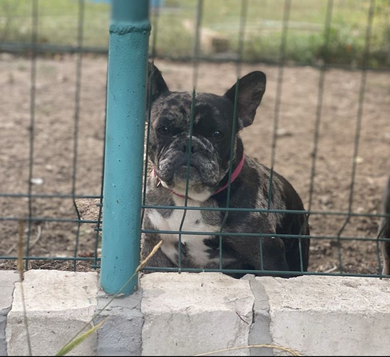 Французький бульдог