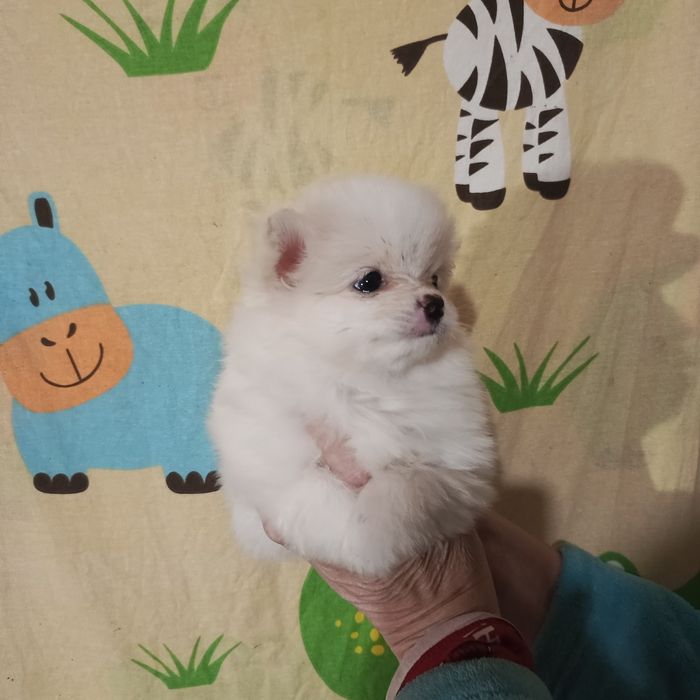 Мальчик крем шпиц