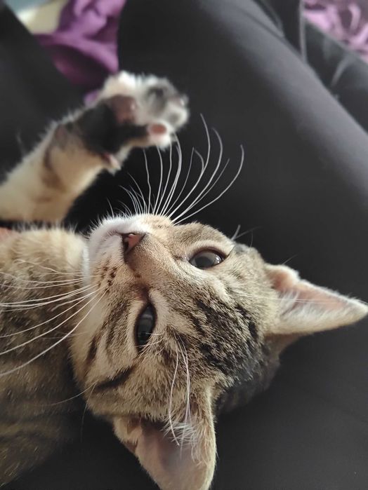 Kajtuś z Fundacji Miasto Kotów