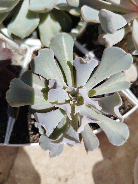 Суккуленты эхеверии алоэ декоративные крассулы