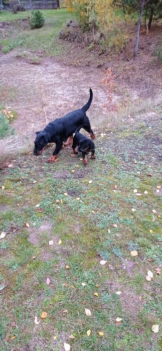 Niemiecki terier myśliwski - suczka