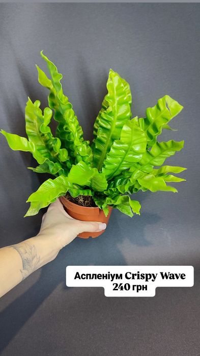 Аспленіум Сансевієрія Сингоніум Красула Будда Шефлера Сциндапсус