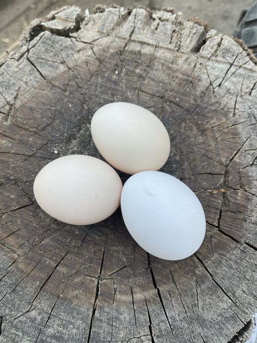 Wiejskie jaja prosto od rolnika!!!