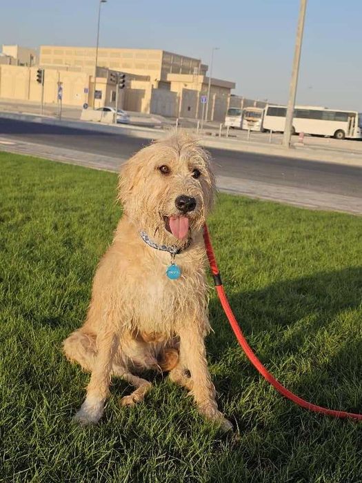 Przyjacielski kudłacz w typie Otterhound
