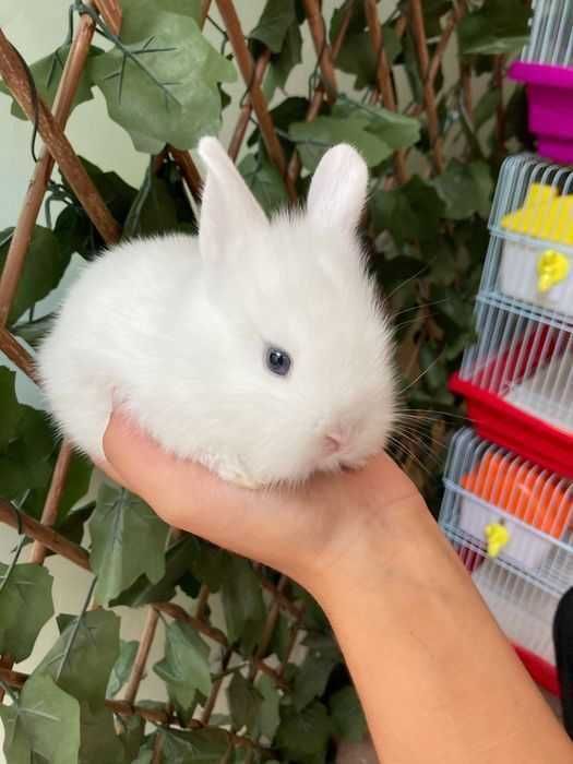 Coelhos Anões Mini Toy em Loja Profissional