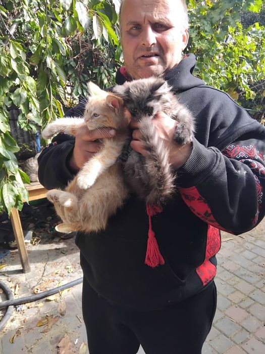 Продам котят. 2 мальчика.2,5 месяца. Цена 500 гр
