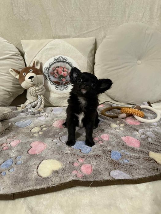 Chihuahua długowłosy mini xxs SAMIEC