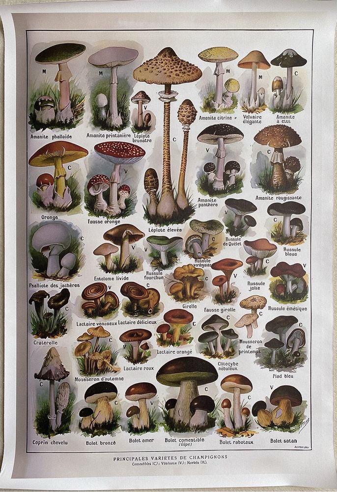 Gobelin na płótnie HD/Botanical - Nature, Mushrooms