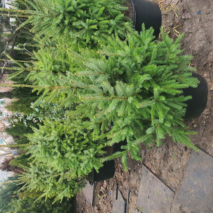 Ель сербская ель колючая