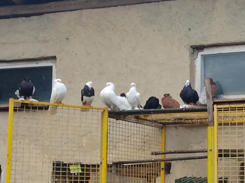 Garłacze pawiki.sroczka.