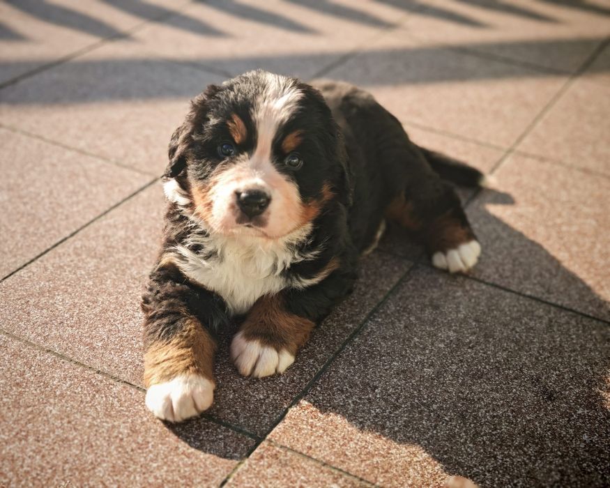 Yoda - Berneński Pies Pasterski