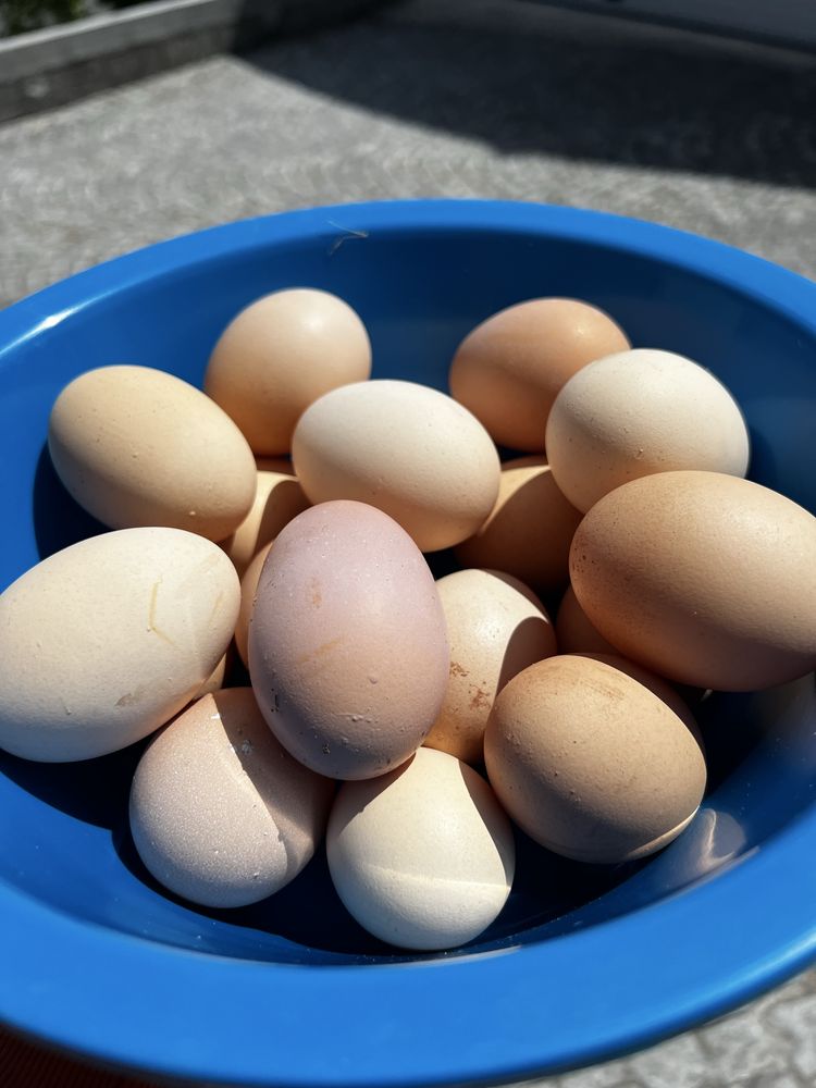 Ovos de galinha caseiros