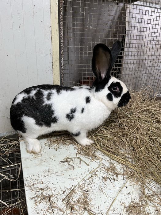 Macho para optima reproducao