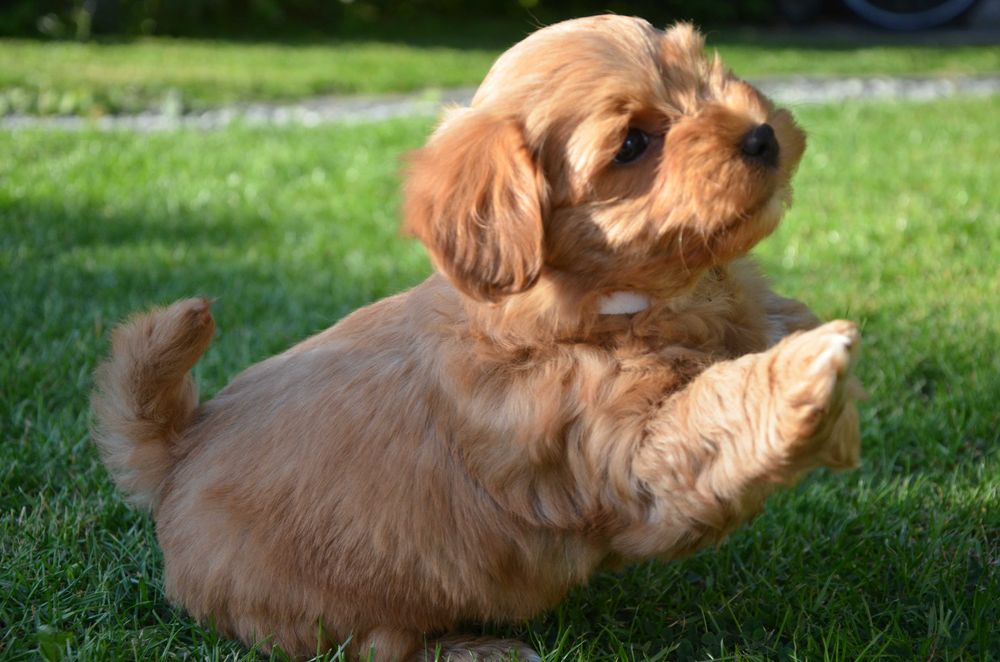 hawańczyk wspaniały piesek YUPPI  ZKwP/FCI