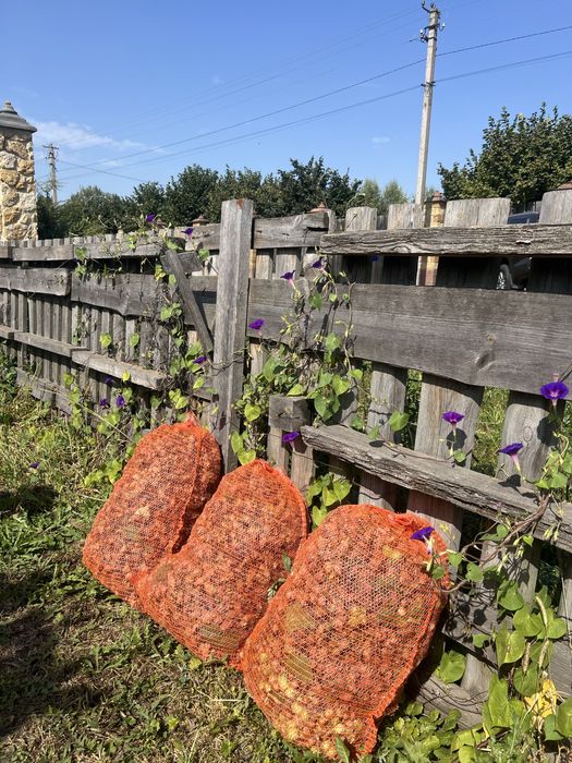 Ділянка 40 сотих, 20 під будівництво з фундуковим садом. Загребля