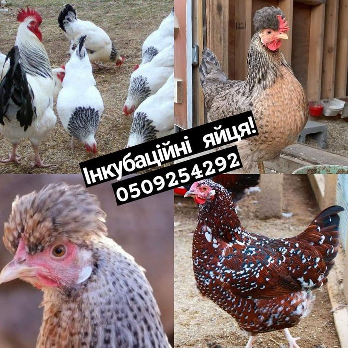 Яйця в інкубатор