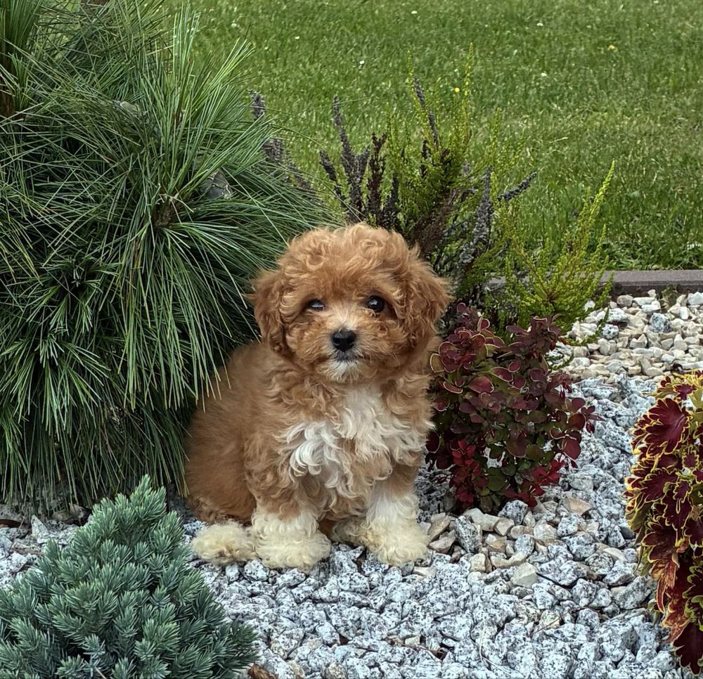 Bichpoo Maltipoo super suczka