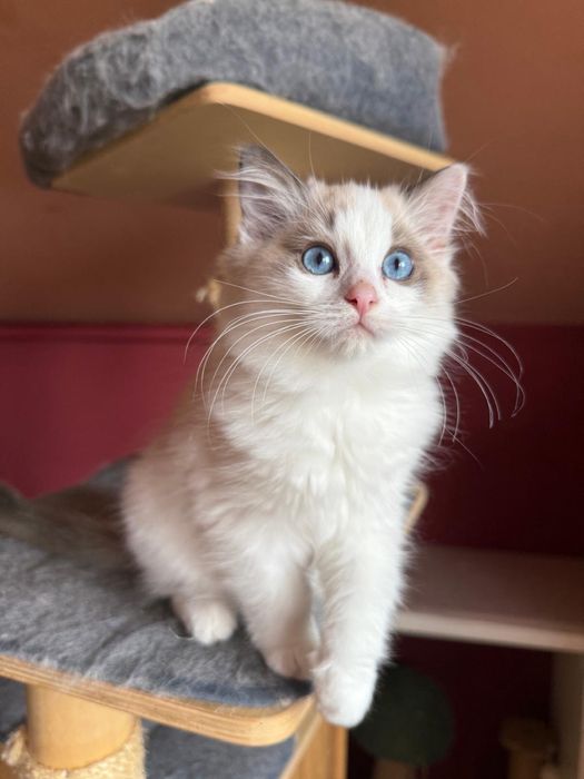 Ragdoll kotek Urwis kocurek