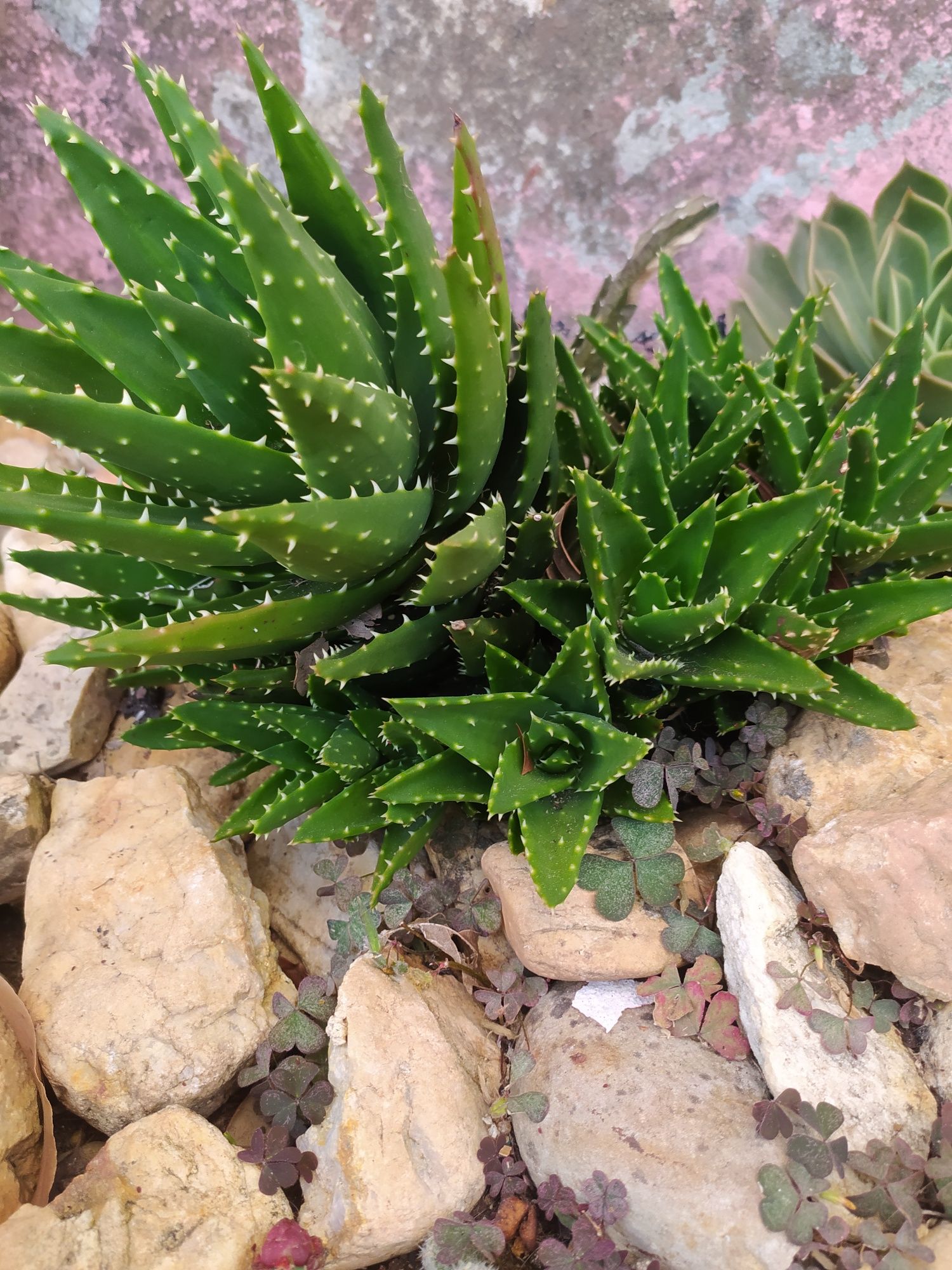 Cacto aloe mudas