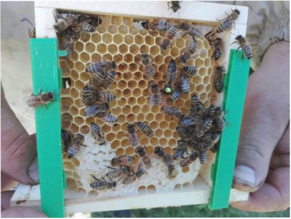 Карника Лампрехт F-1 пчеломатки( Lampreht Norbert) бджоломатки. пчелы