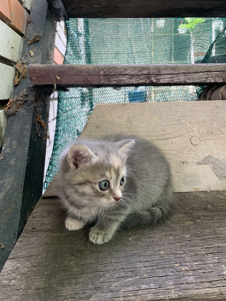 Сіре кошеня в добрі руки