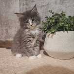 Kocurek Maine Coon -Tymon FPL