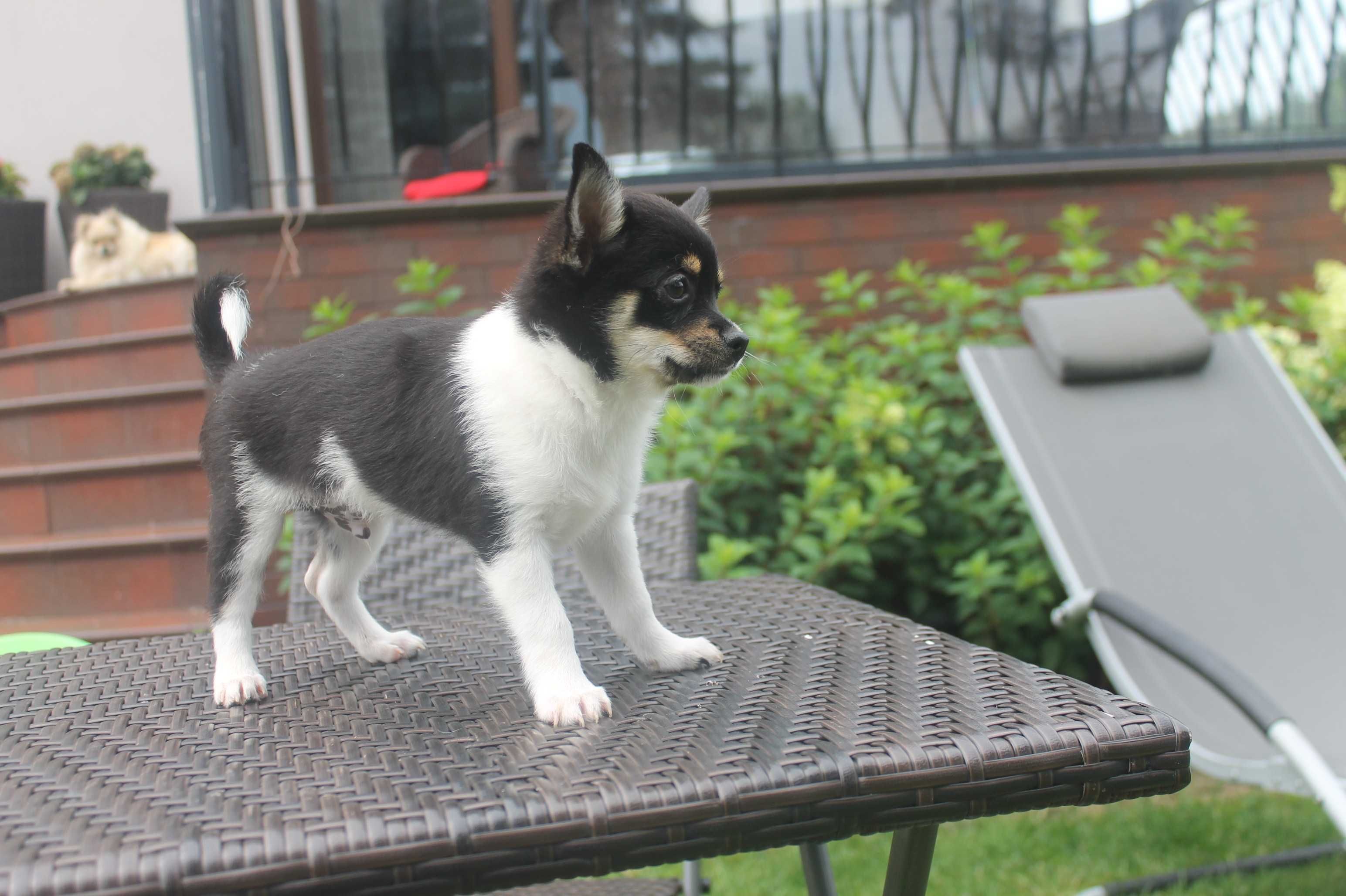 Chihuahua śliczny piesek - już do odbioru