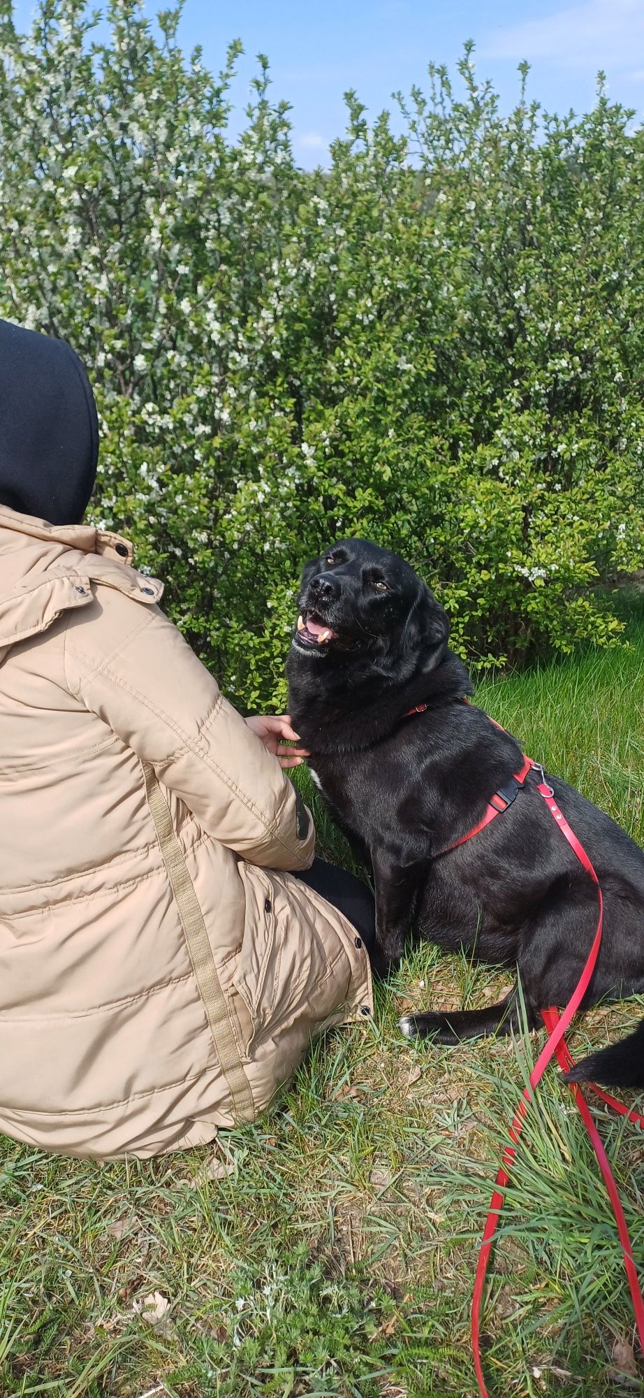 Sana w typie labradora szuka domu