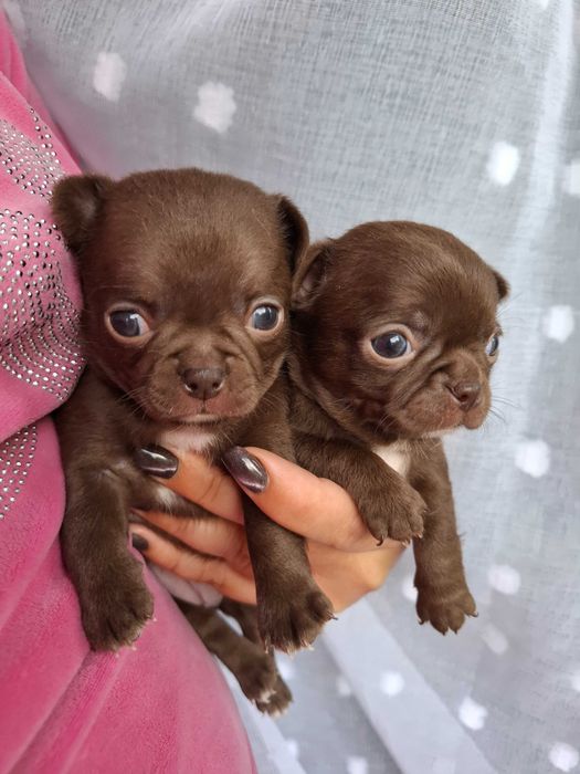 Chihuahua mini czekoladowy z rodowodem