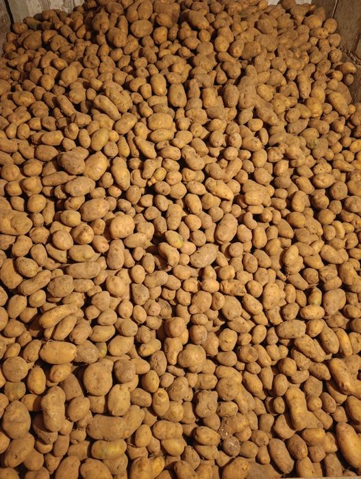 Ziemniaki odmiana solara