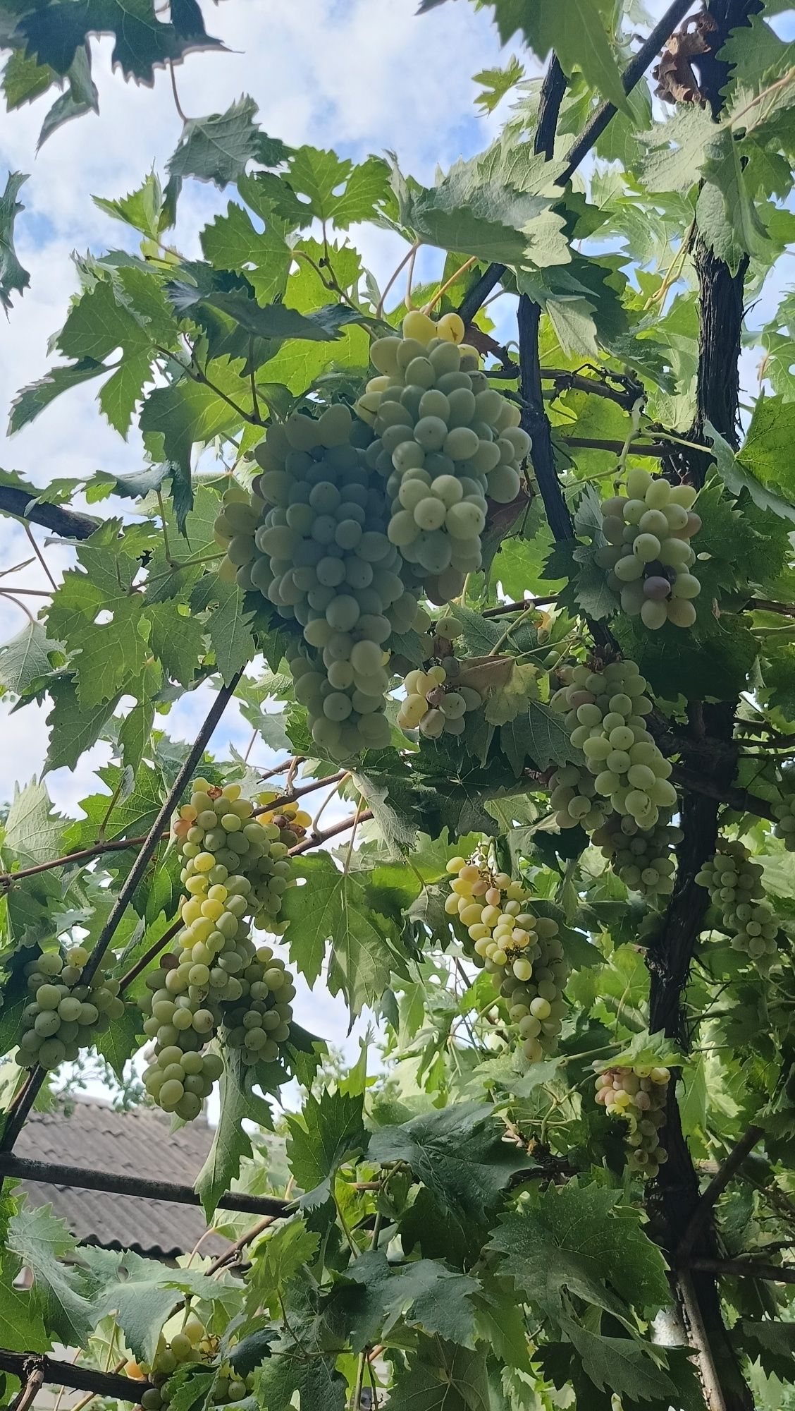 Продам виноград очень сладкий