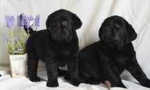 Labrador retriever FCI czarny piesek
