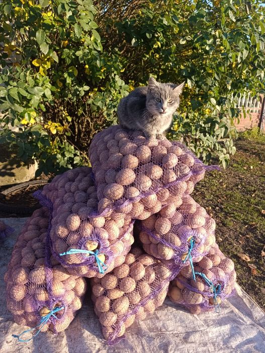 Продам насіневу картоплю мелодії тайфун