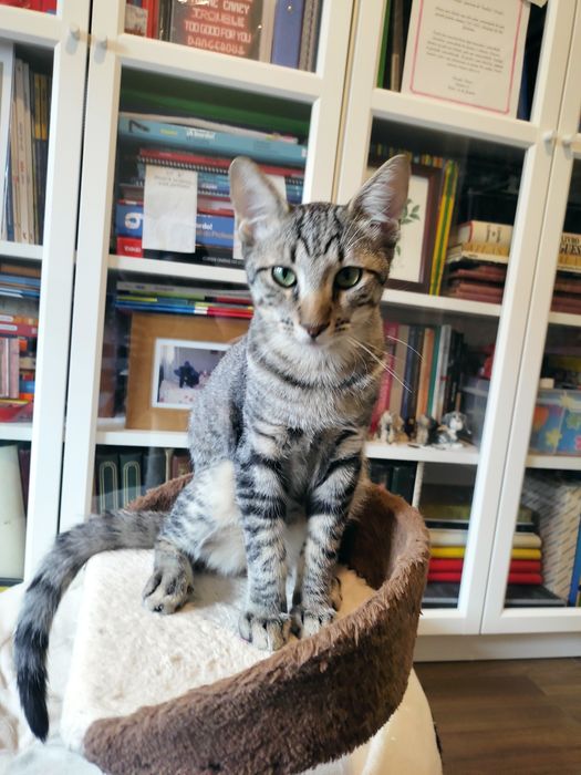 Gatinhos Bebés machos, 4 meses