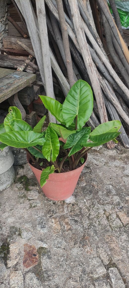 Alocasia macroriza , orelha de elefante