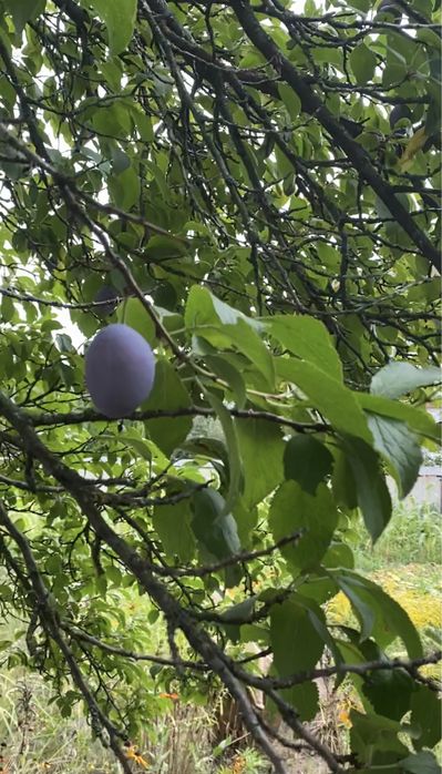 Ділянка 12,5 сот. м. Обухів, ж-м Лукавиця.