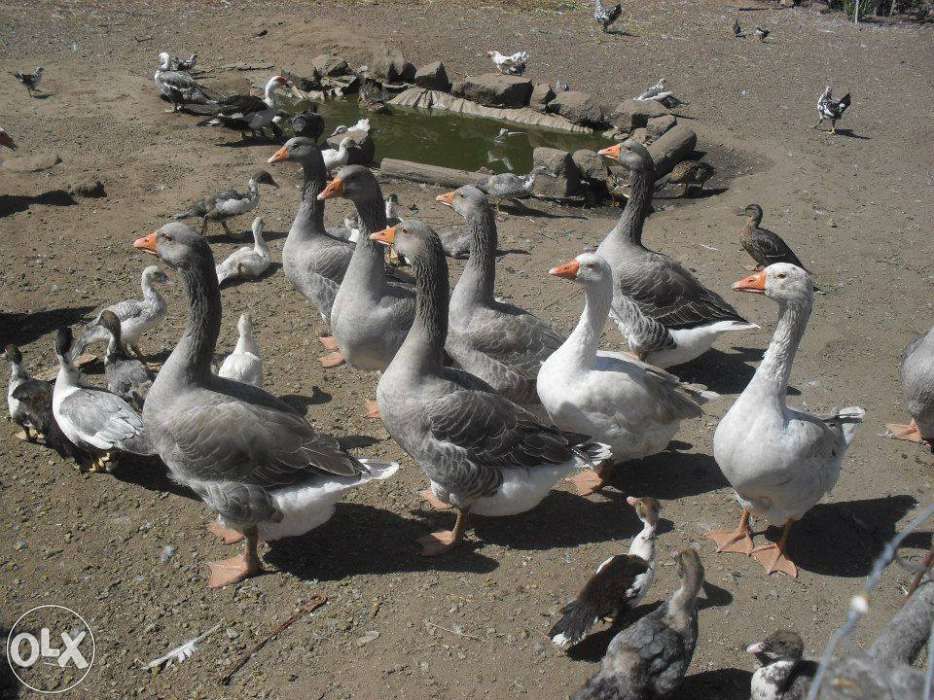 Gansos patos garnizas