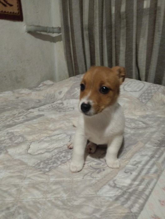 Щенки Джек Рассела Терьера