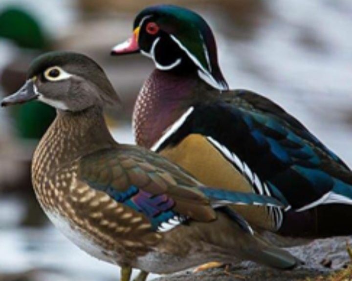 Patos mandarins e carolinos