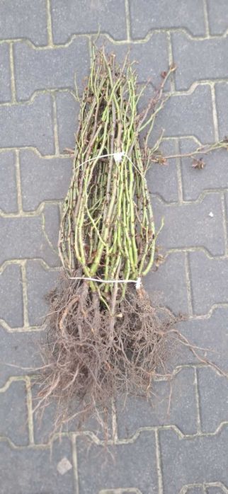 Sprzedam krzewy róż z gołym korzeniem