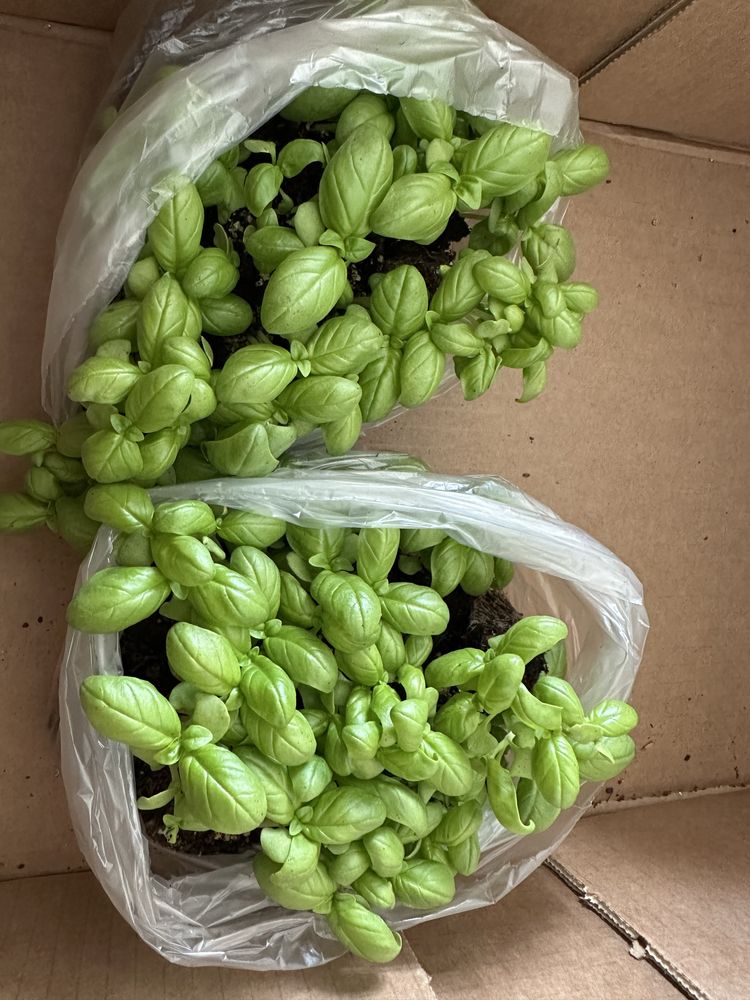 Planta aromatica manjericao