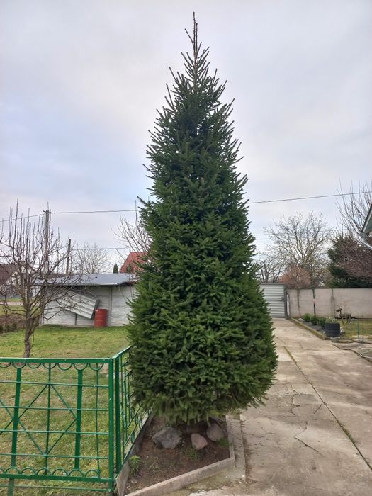 Продам живу ялинку