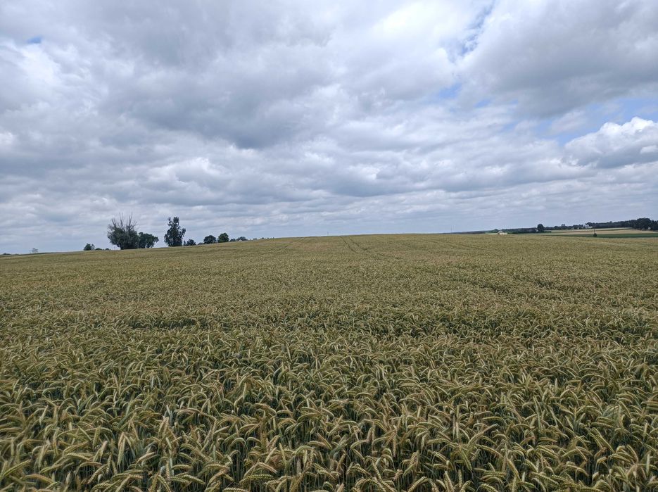 Pszenżyto TADEUS Pierwszy odsiew po centrali