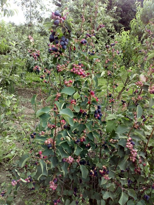 Саджанці ірги канадської