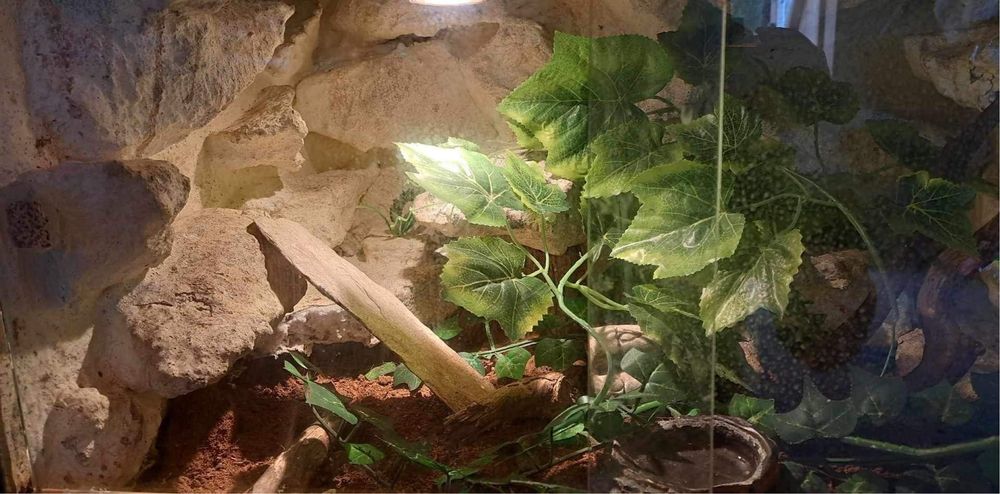 Gekony Orzęsione plus terrarium