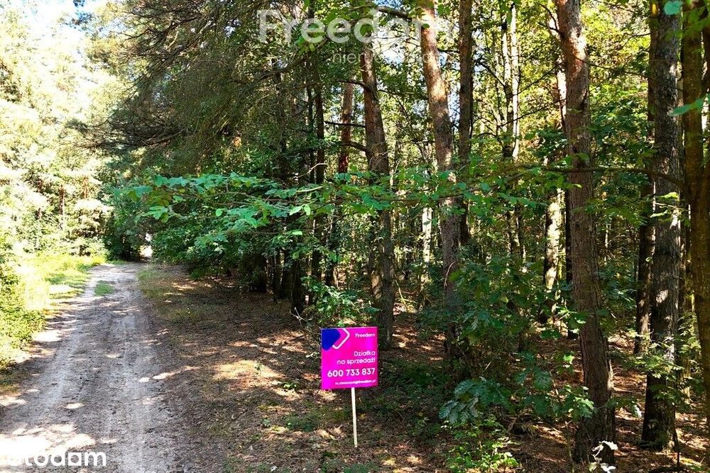 Działka leśna Dąbrówka Ług 2000 m2