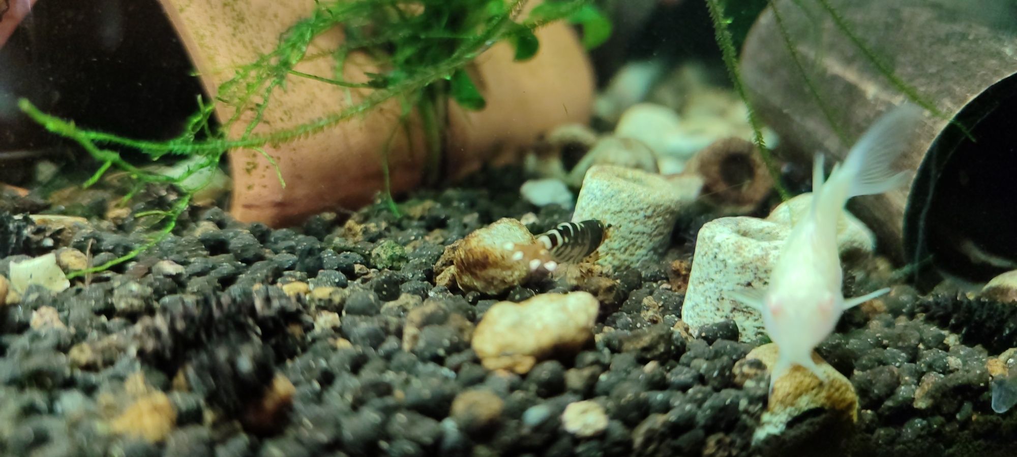 Caridina Blue Tiger Crystal