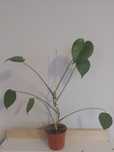 Monstera deliciosa młoda sadzonka